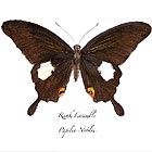  RANK ENSEMBLE Papilio Noblei
